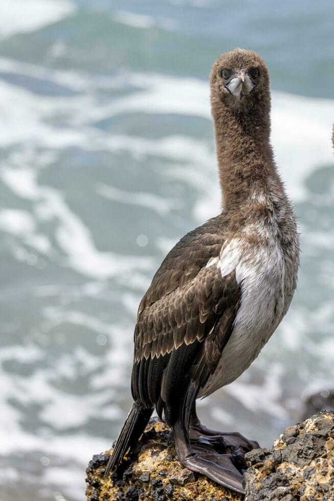 otago pelusa en nuevo Zelanda foto