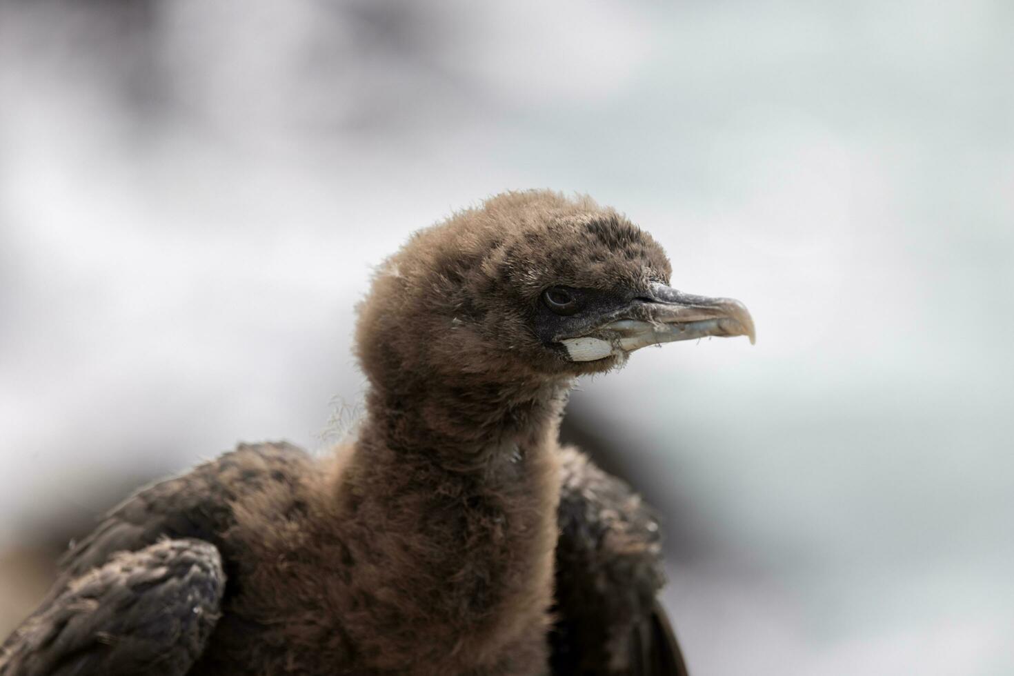 Otago Shag in New Zealand photo