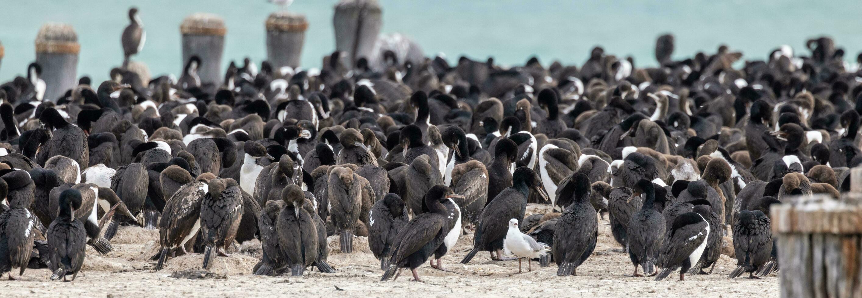 Otago Shag in New Zealand photo