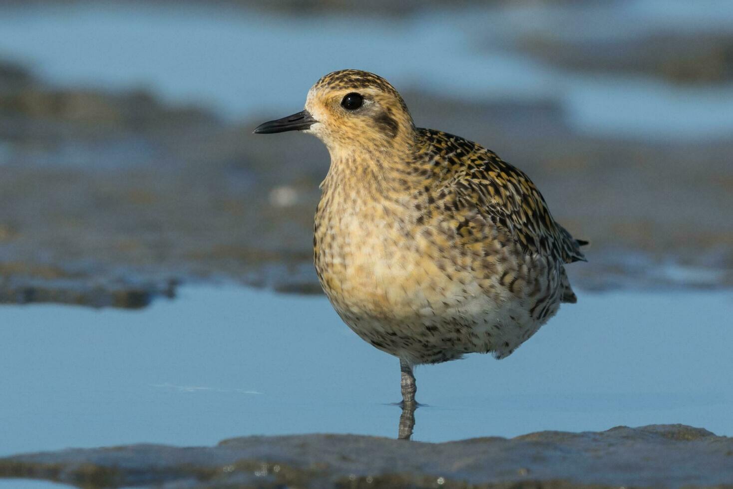 Pacific Golden Plover photo