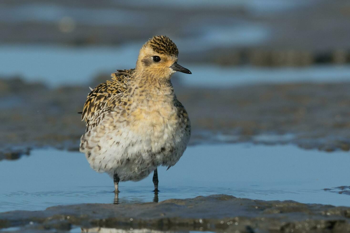 Pacific Golden Plover photo