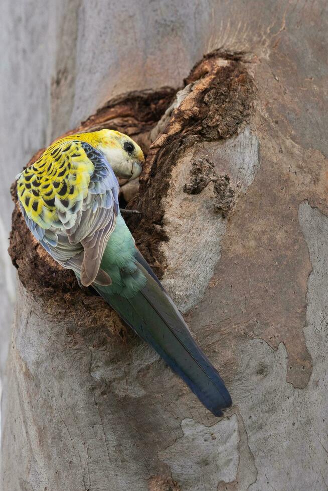 Pale-headed Rosella in Australia photo