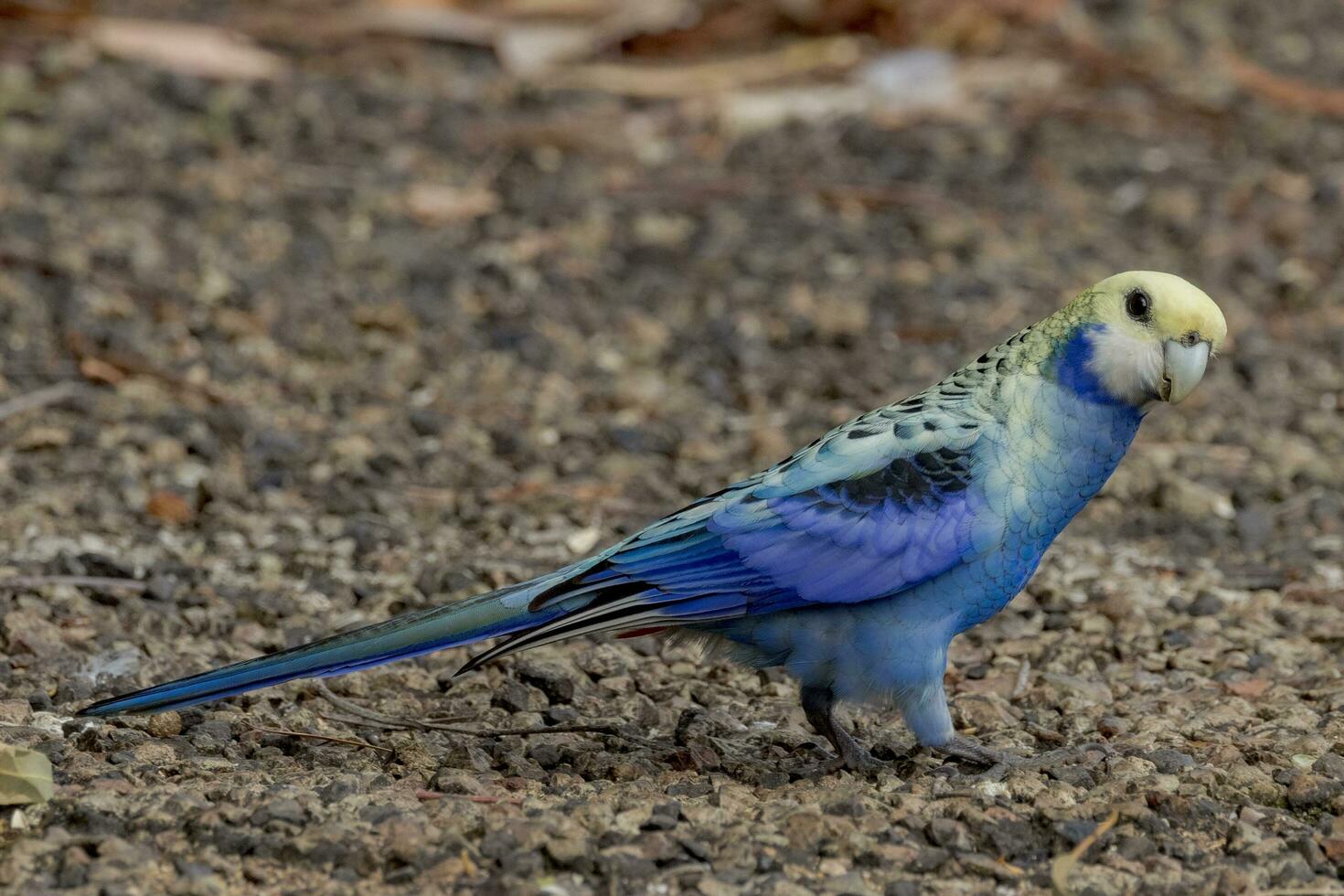 Pale-headed Rosella in Australia photo