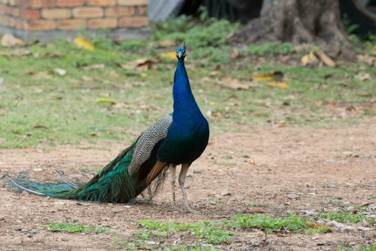 Indian Peafowl Birds photo