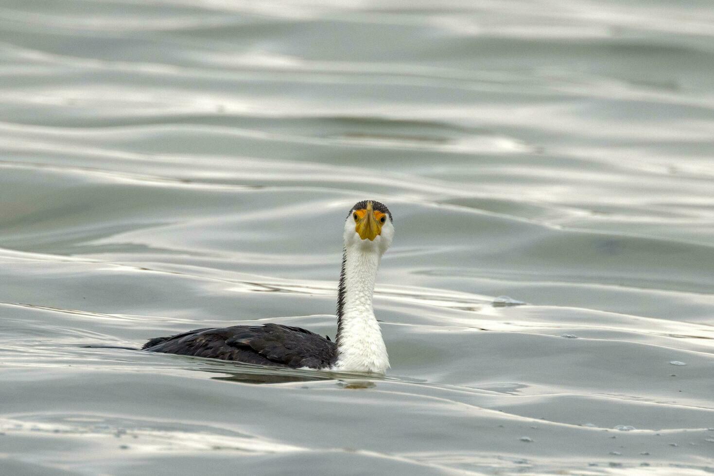 Pied Cormorant in Australia photo