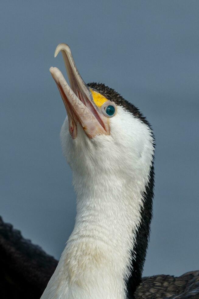 Pied Shag in New Zealand photo