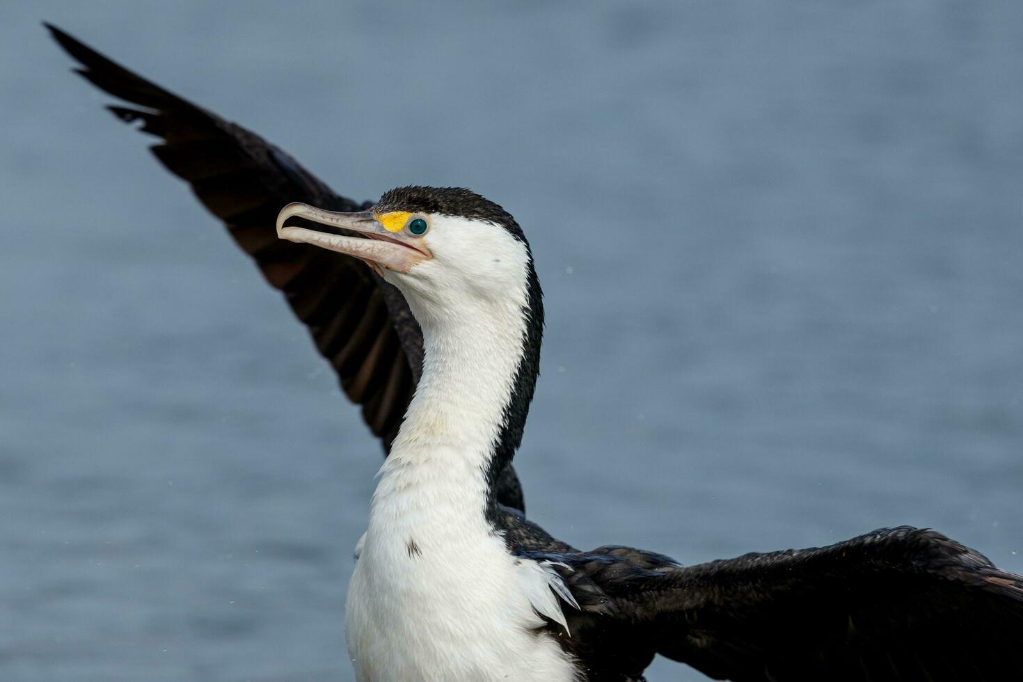 Pied Shag in New Zealand photo