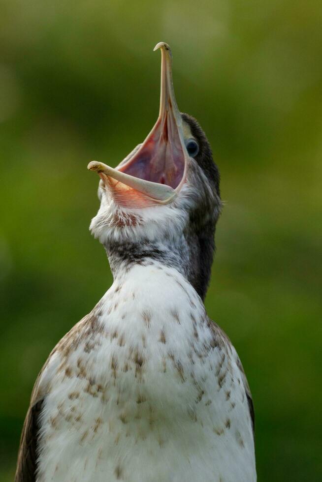 Pied Shag in New Zealand photo