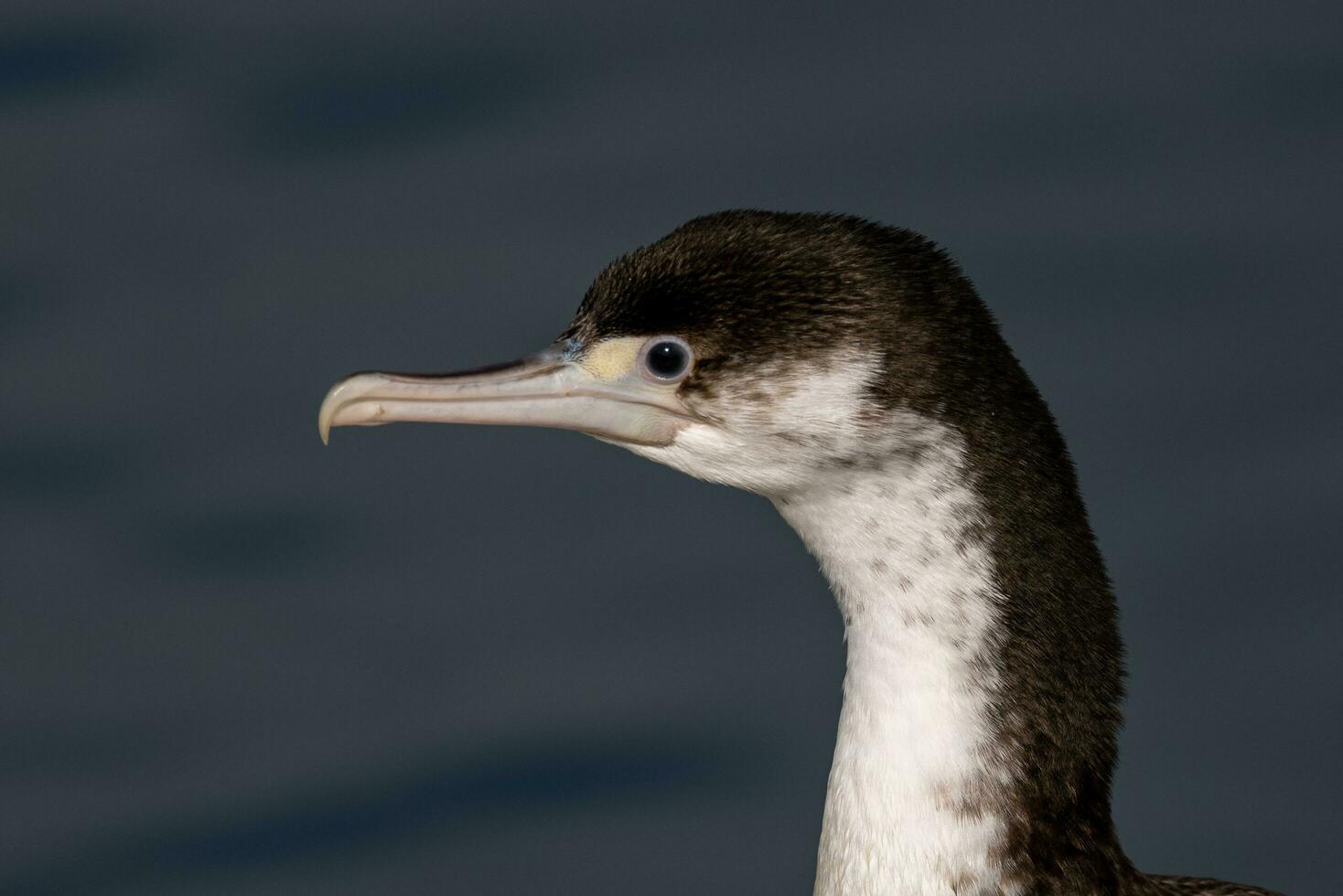 Pied Shag in New Zealand photo