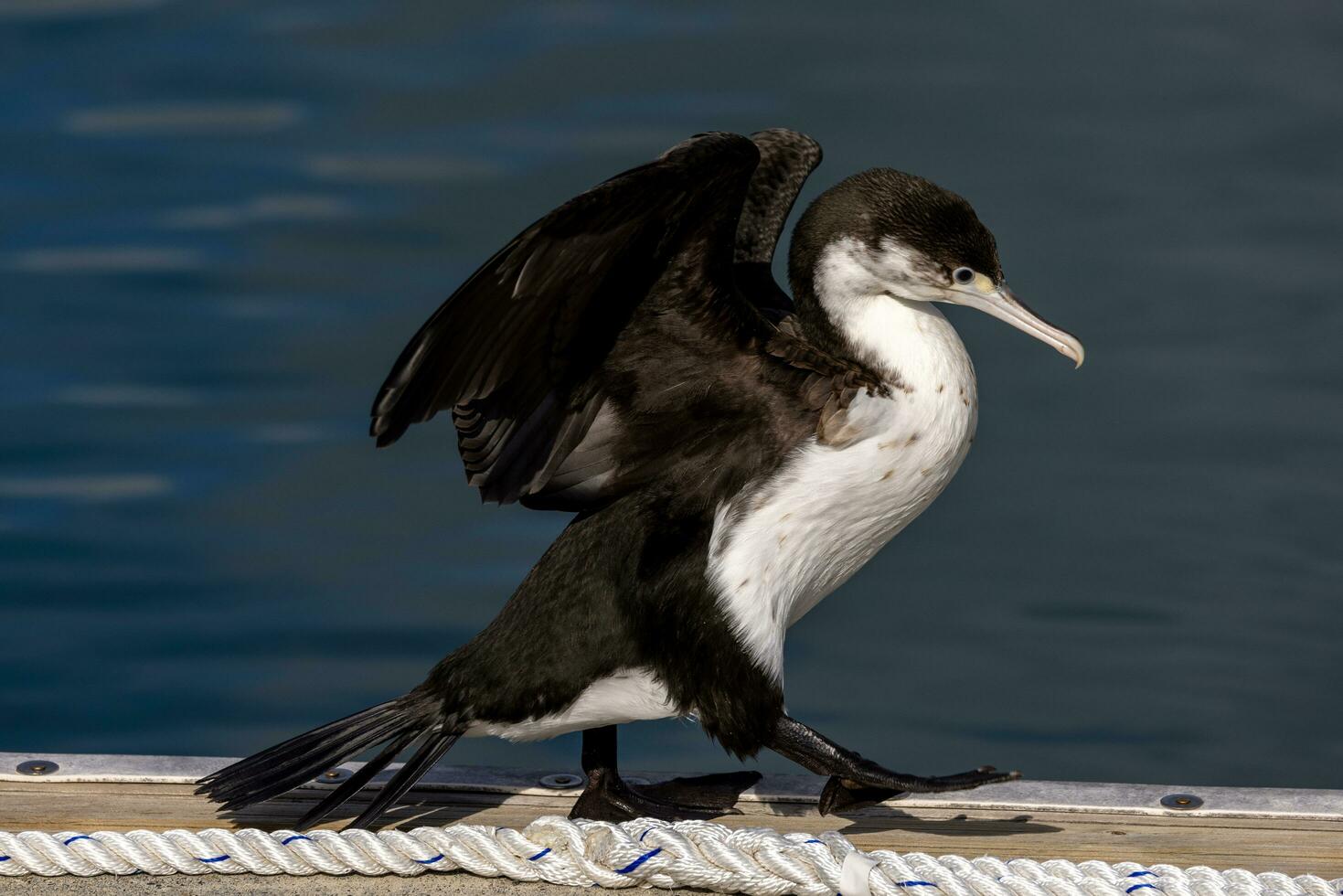 Pied Shag in New Zealand photo