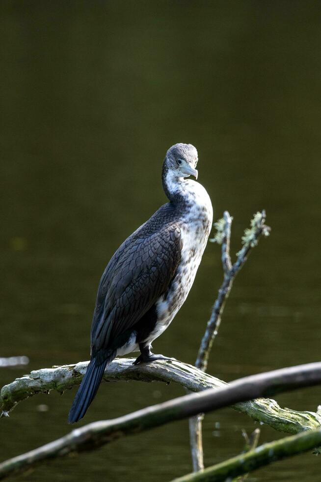 Pied Shag in New Zealand photo