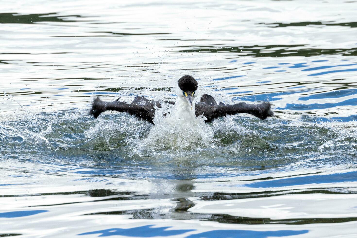 Pied Shag in New Zealand photo