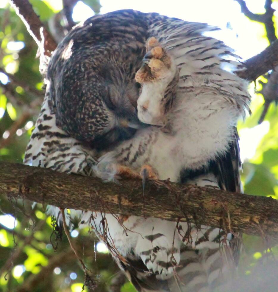 Powerful Owl in Australia photo