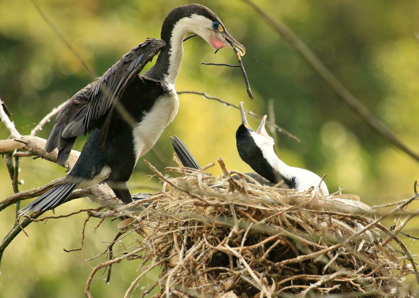 Pied Shag in New Zealand photo