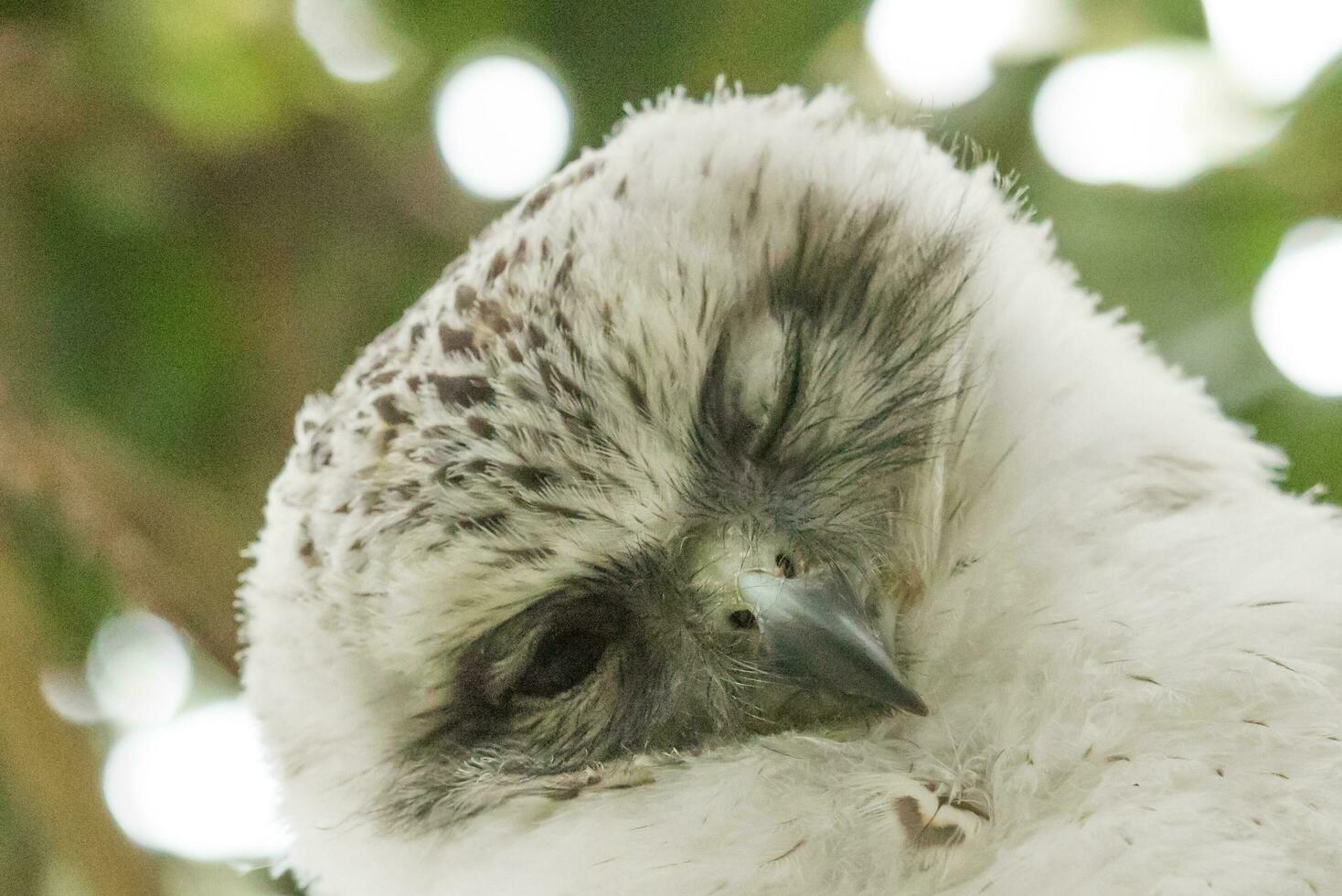 Powerful Owl in Australia photo