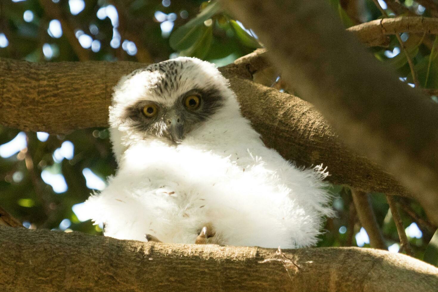 poderoso búho en Australia foto