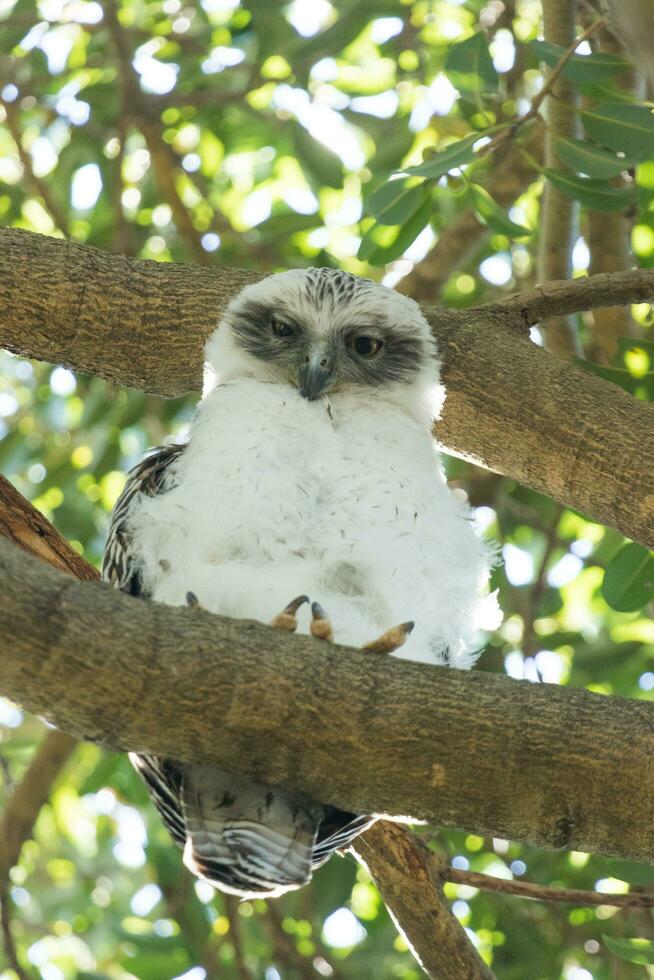 Powerful Owl in Australia photo