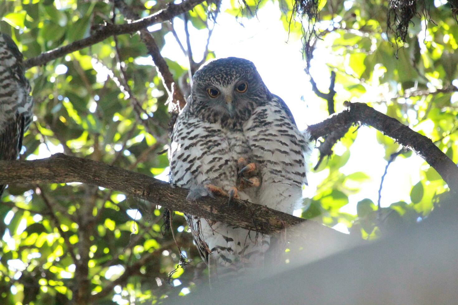 Powerful Owl in Australia photo