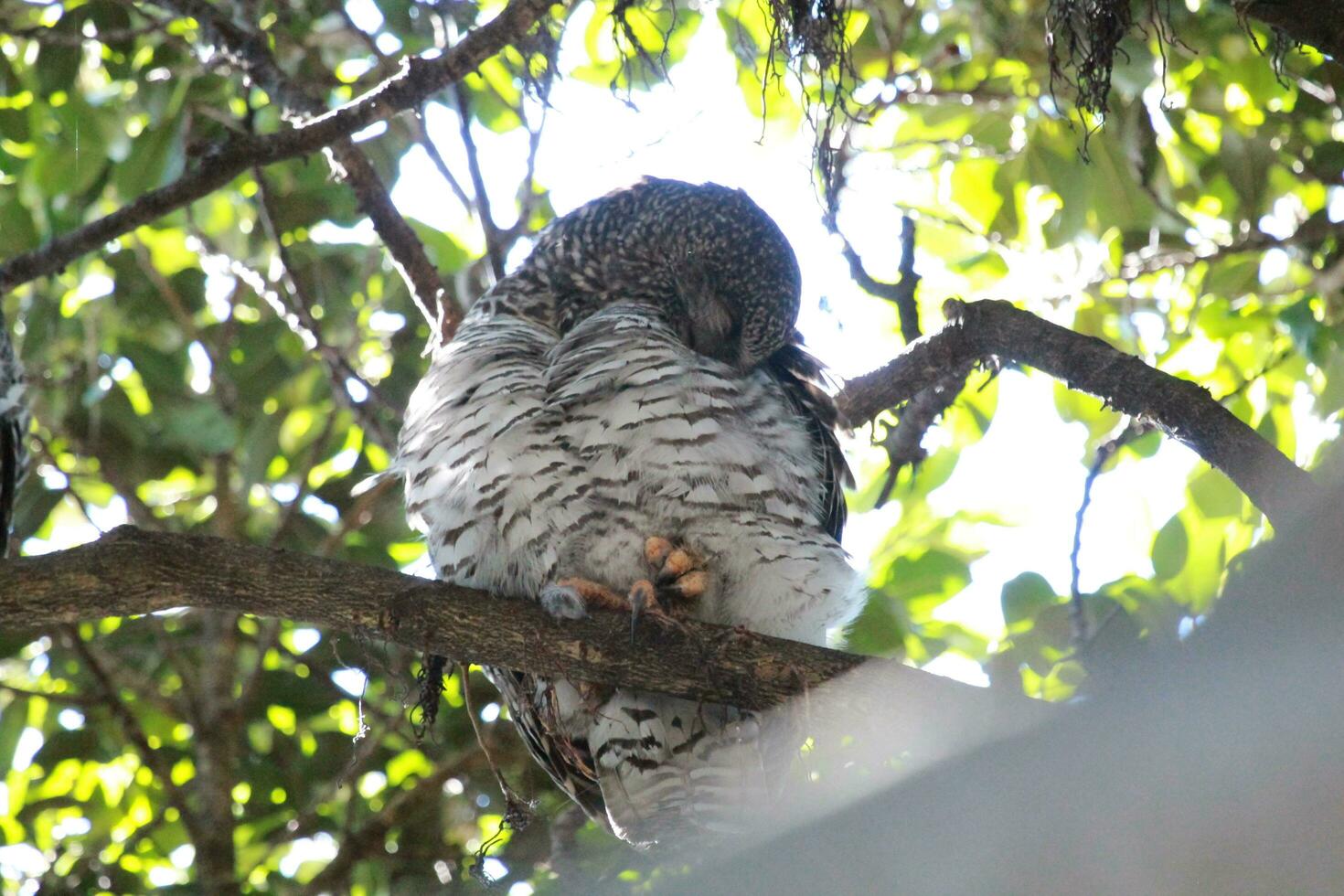 Powerful Owl in Australia photo