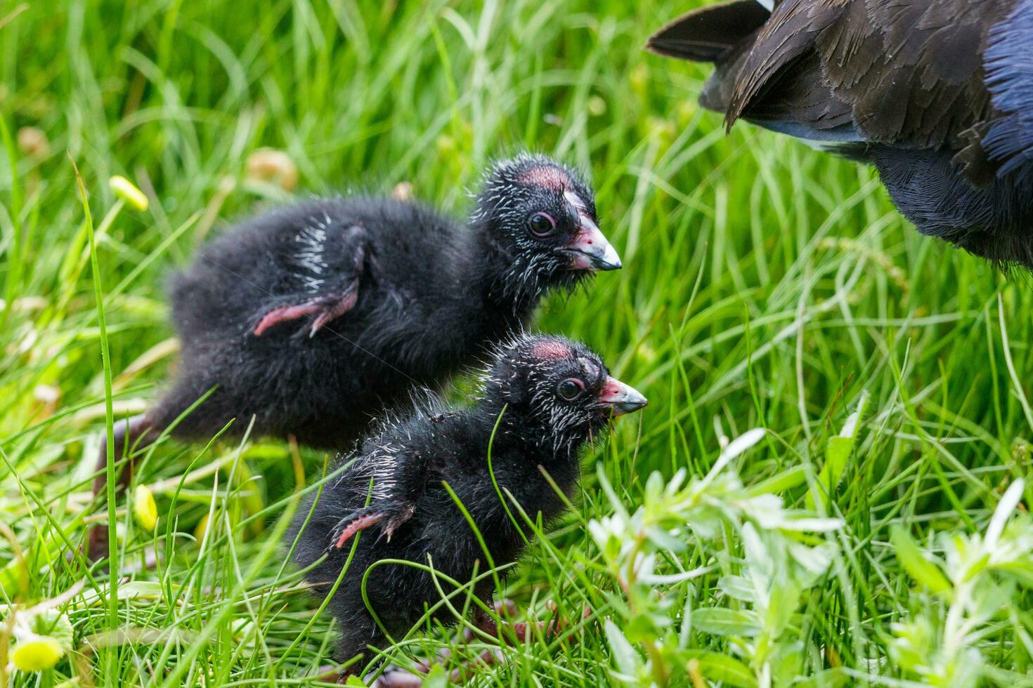 Pukeko Purple Swamphen photo