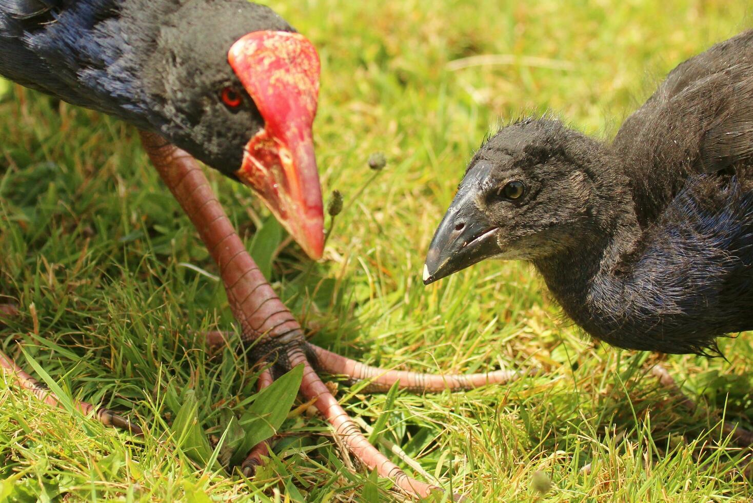 pukeko púrpura pantano foto