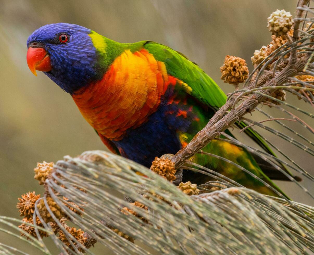 Rainbow Lorikeet in Australia photo