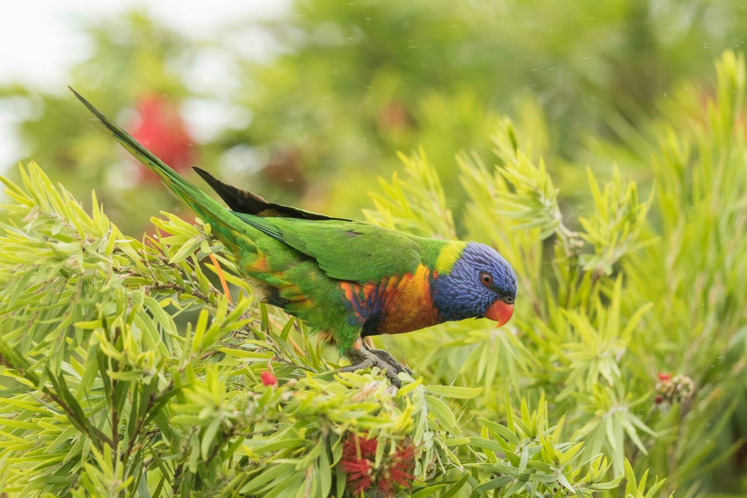 Rainbow Lorikeet in Australia photo