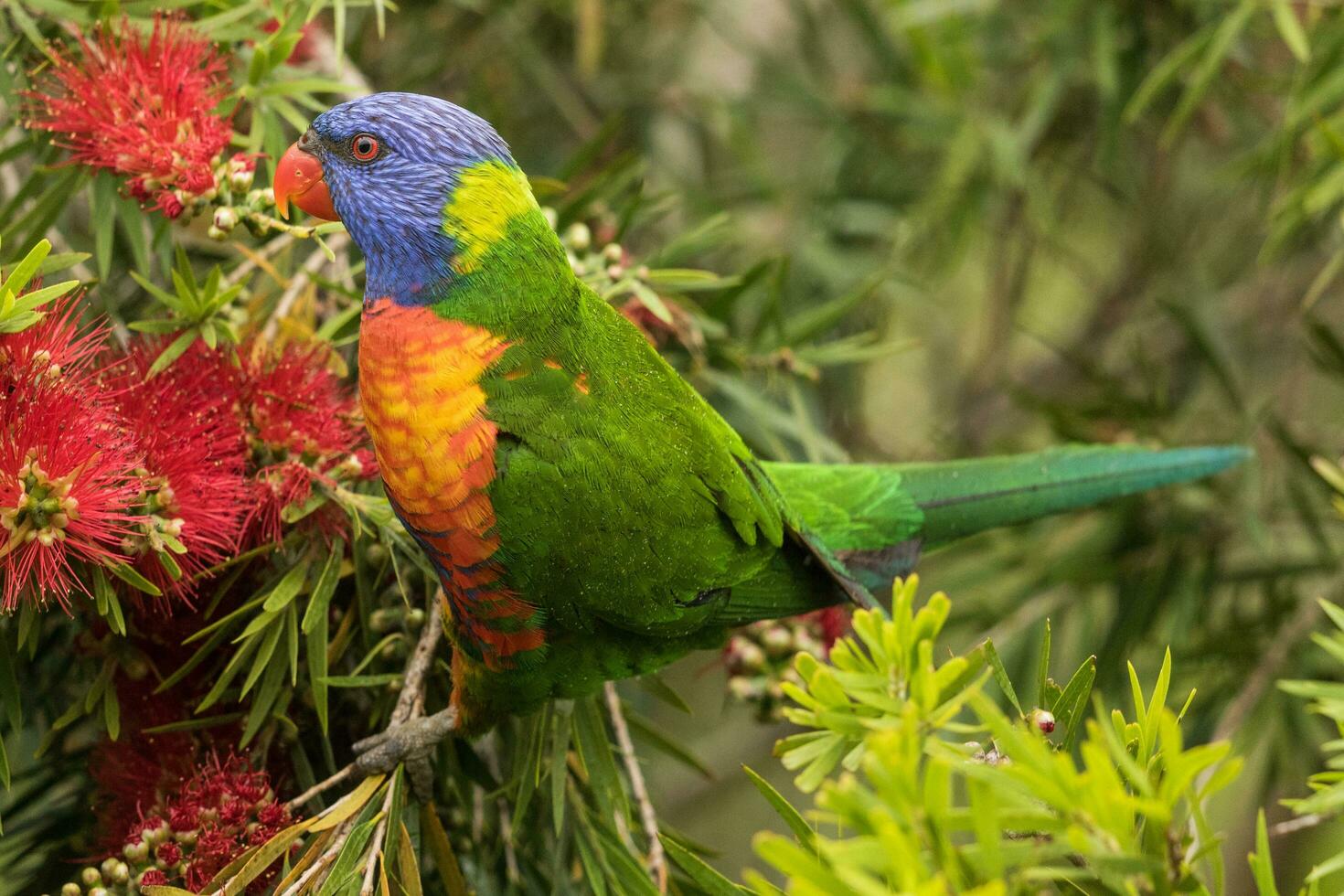 lorikeet arcoiris en australia foto