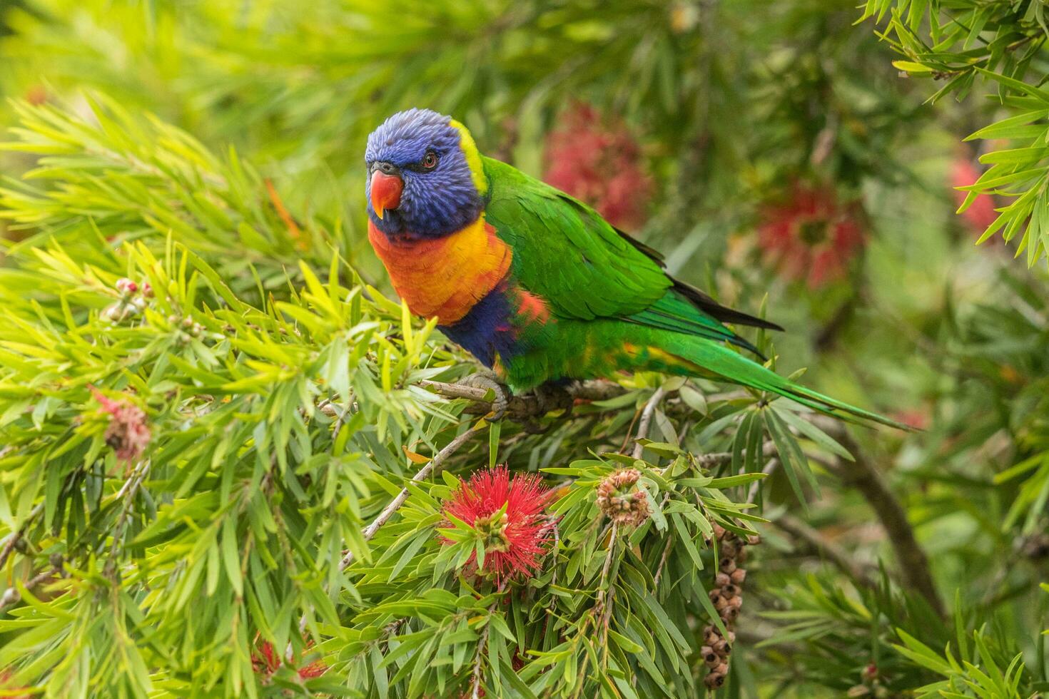 Rainbow Lorikeet in Australia photo