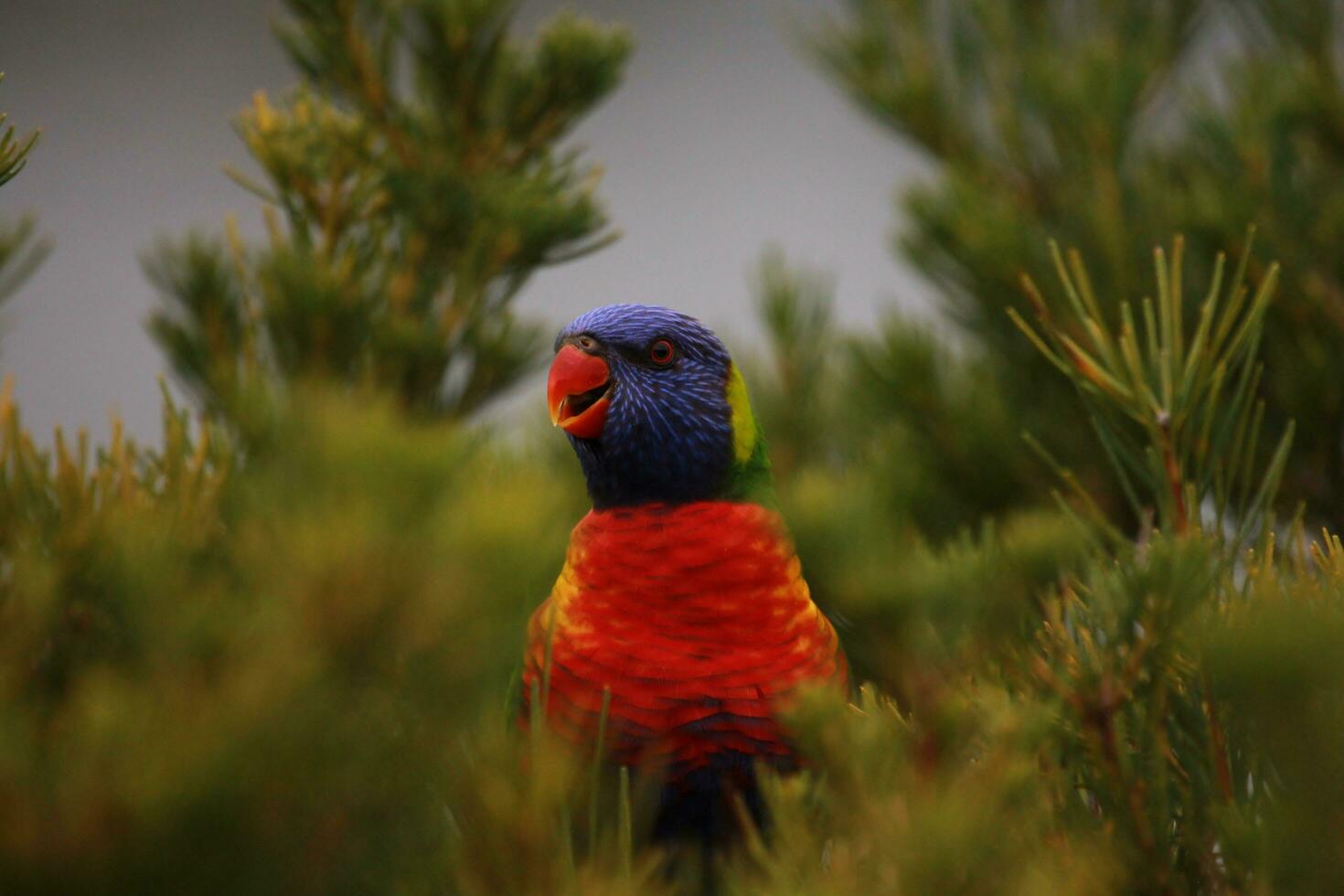 Rainbow Lorikeet in Australia photo