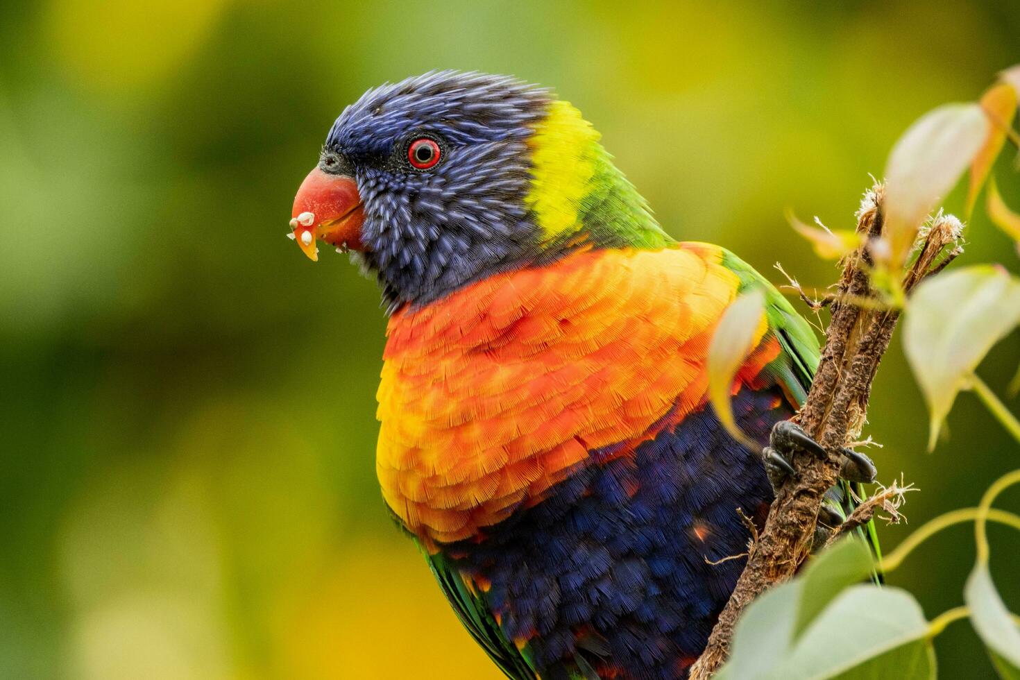 Rainbow Lorikeet in Australia photo