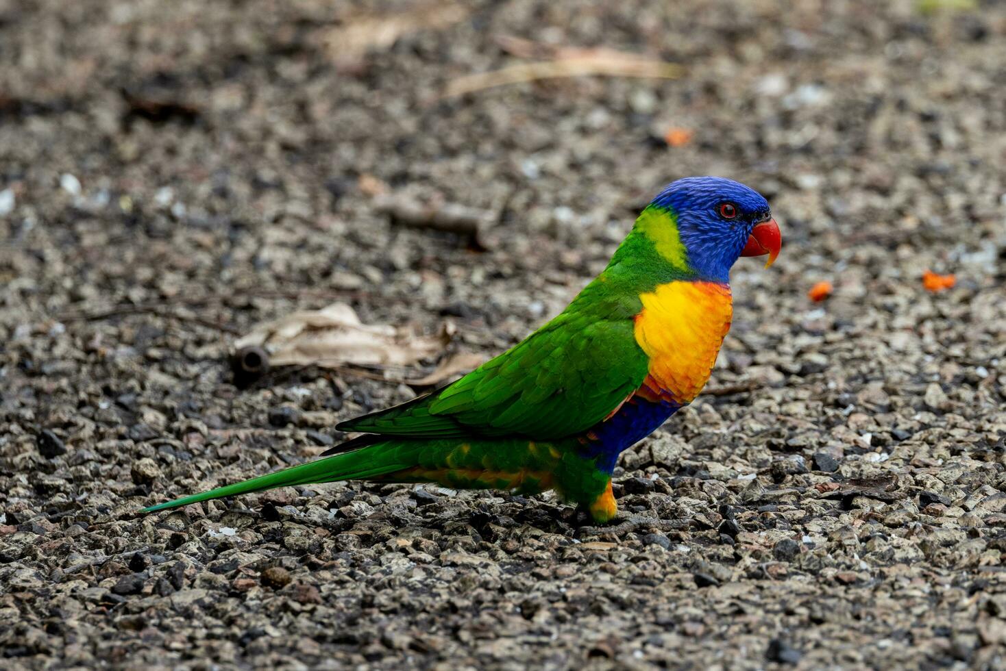 Rainbow Lorikeet in Australia photo