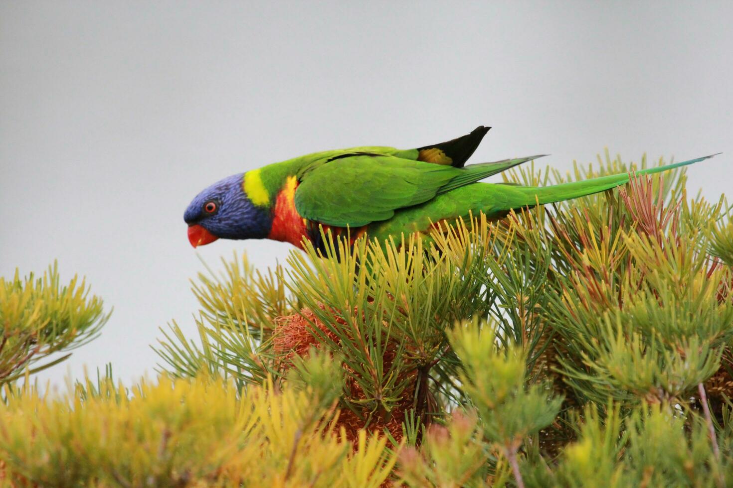 Rainbow Lorikeet in Australia photo