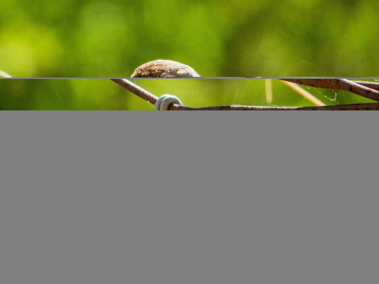 Red-capped Robin in Australia photo