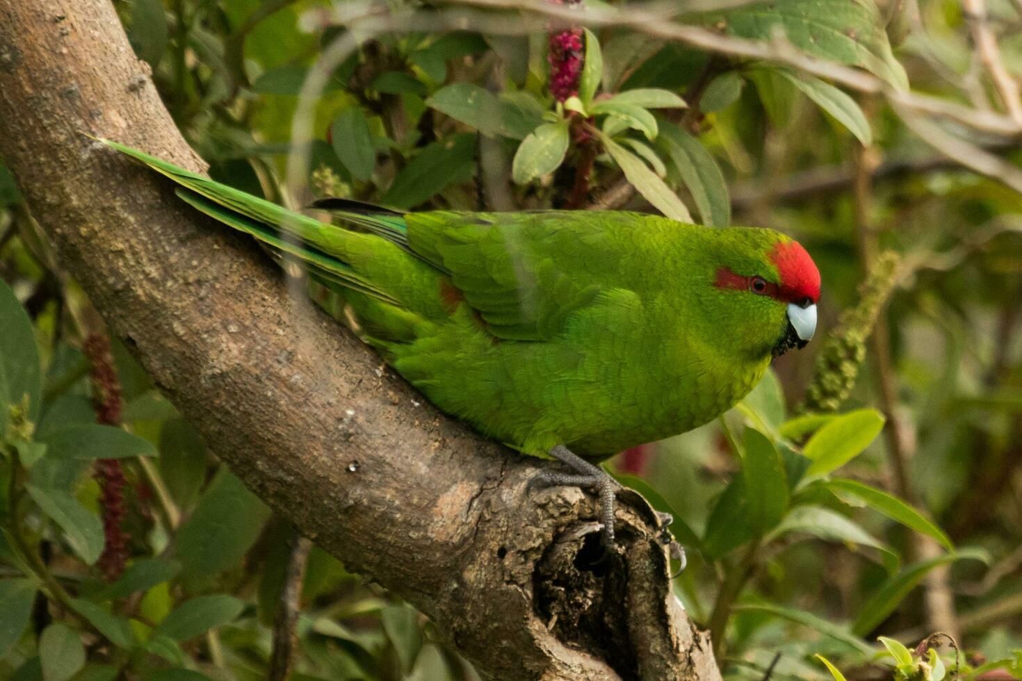 corona roja perico de nuevo Zelanda foto