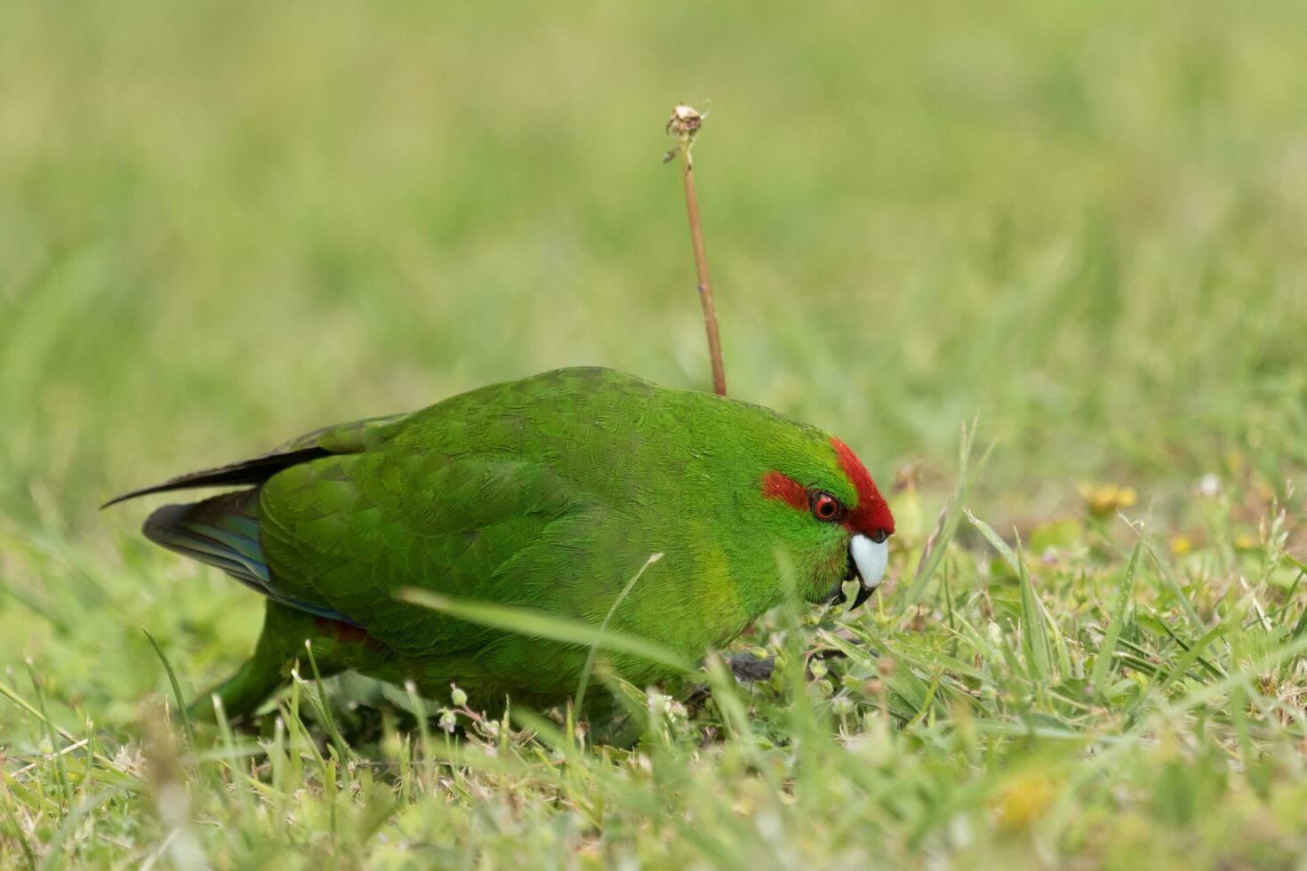 Red-crowned Parakeet of New Zealand photo