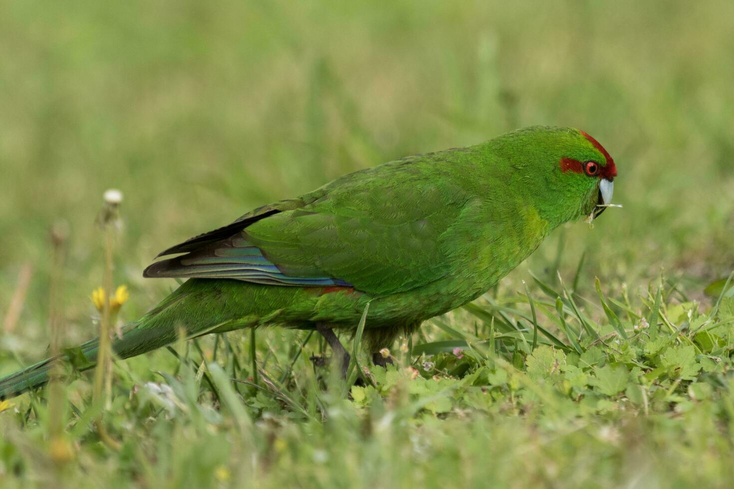 corona roja perico de nuevo Zelanda foto