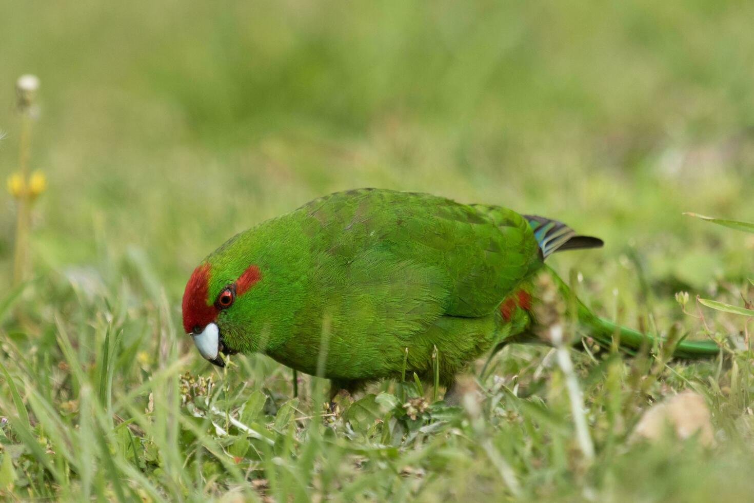 Red-crowned Parakeet of New Zealand photo