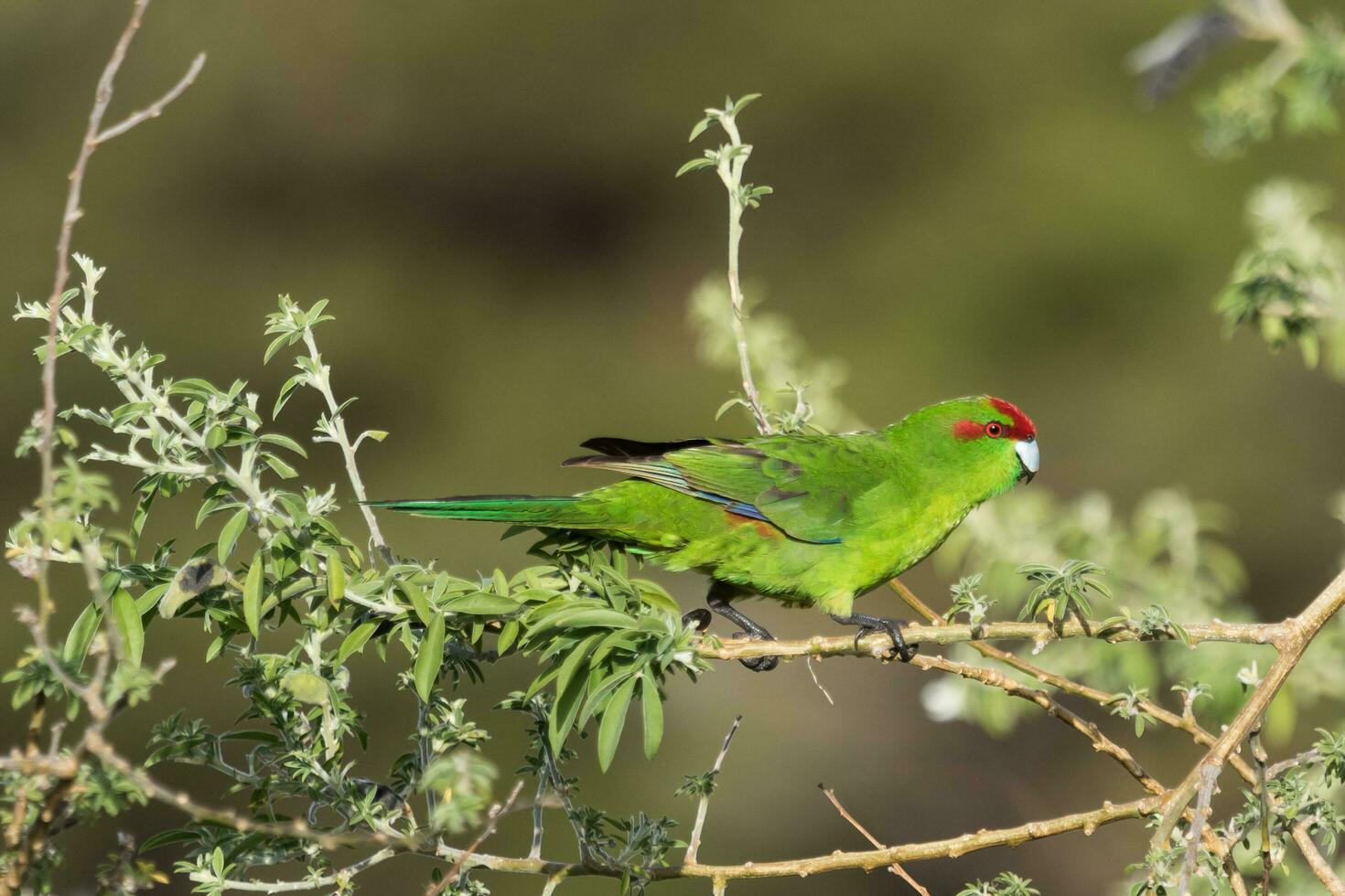 corona roja perico en nuevo Zelanda foto