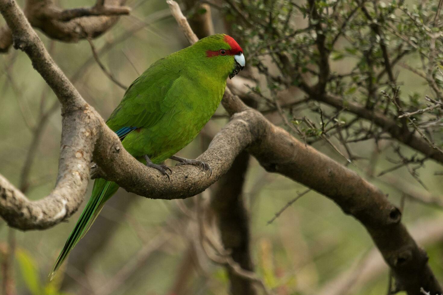 Red-crowned Parakeet of New Zealand photo