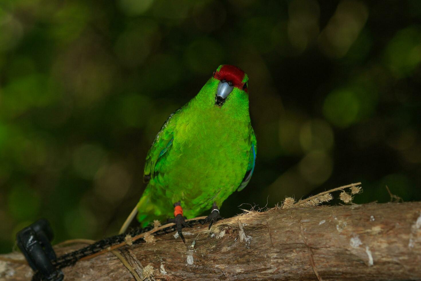 corona roja perico en nuevo Zelanda foto