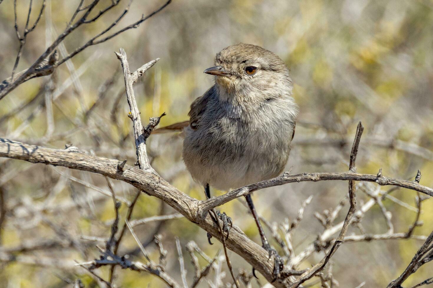 Redthroat of Australia photo