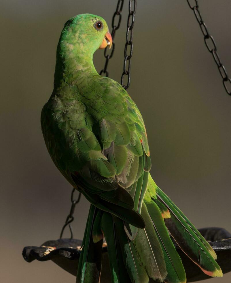 Red-winged Parrot in Australia photo