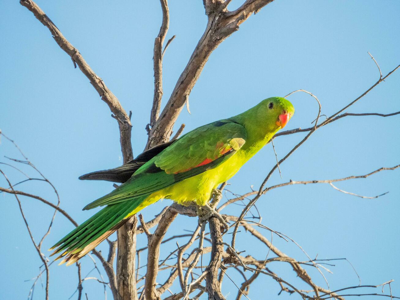 de alas rojas loro en Australia foto