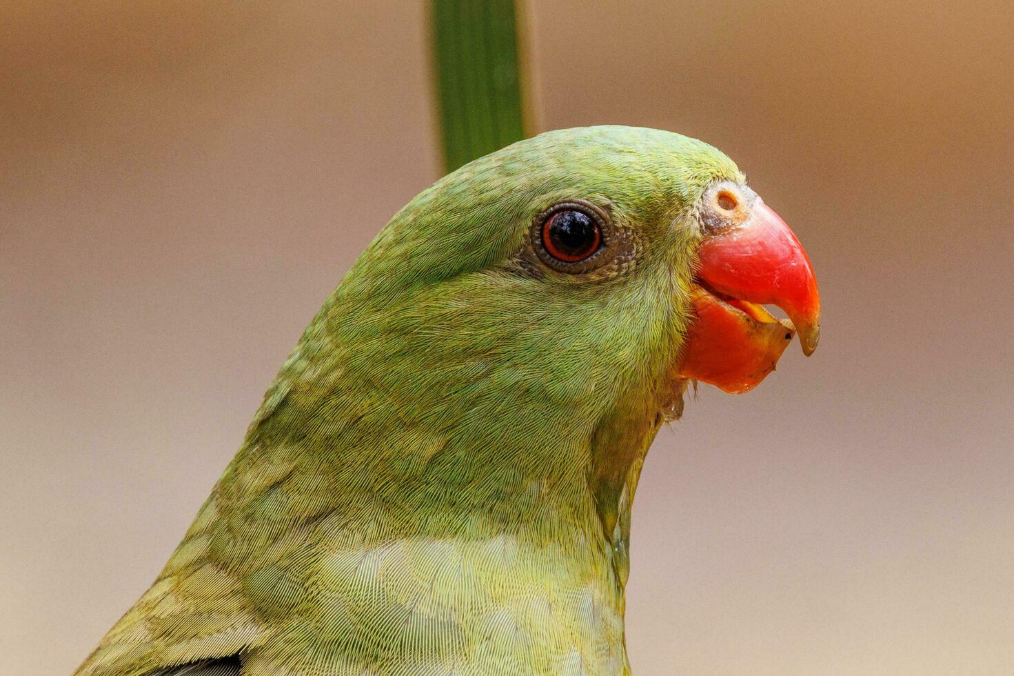 Regent Parrot in Australia photo