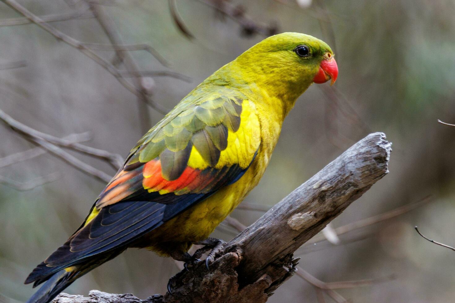 Regent Parrot in Australia photo