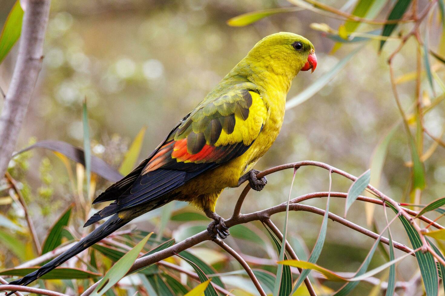 Regent Parrot in Australia photo