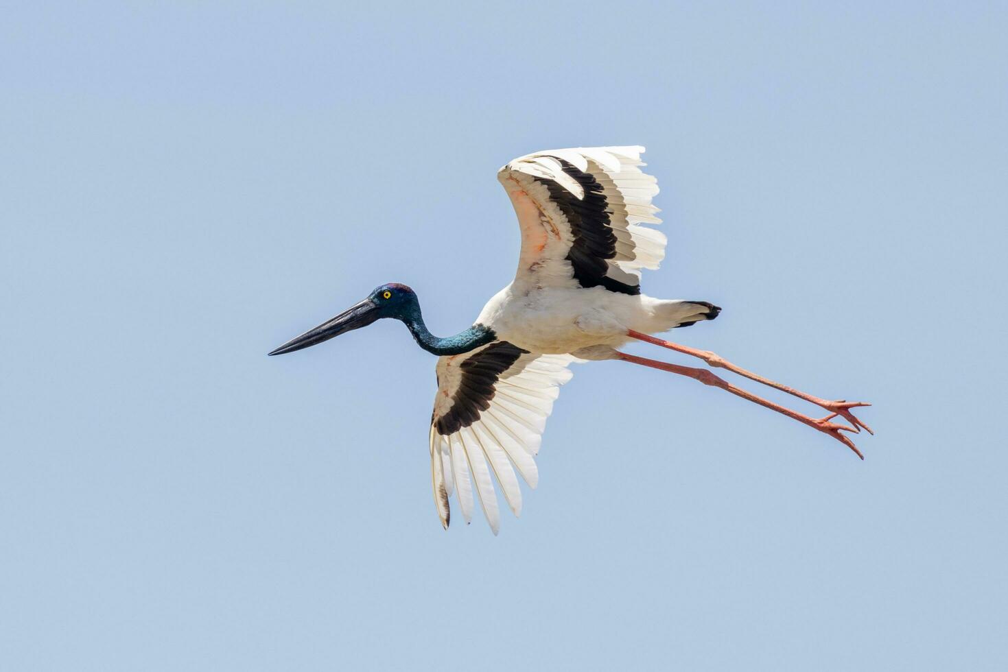 Jabiru Black-necked Stork photo