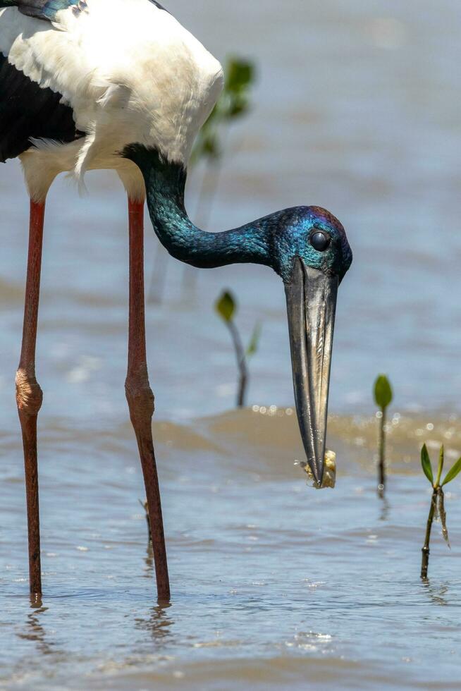 jabiru de cuello negro cigüeña foto