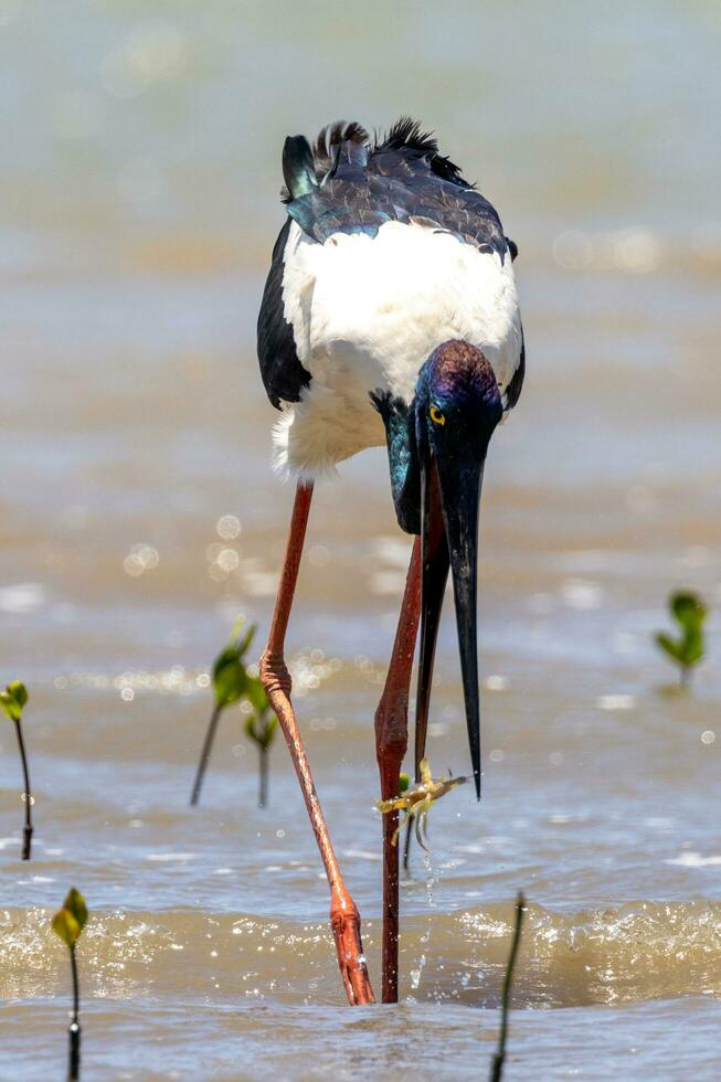 Jabiru Black-necked Stork photo